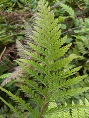 Microlepia strigosa