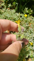 Erythranthe willisii