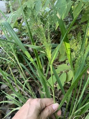 Eragrostis spectabilis