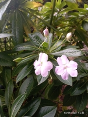 Impatiens sodenii