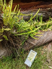 Nephrolepis cordifolia