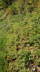 Erythranthe willisii