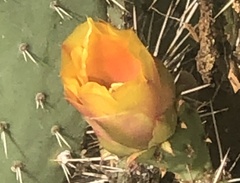 Opuntia littoralis