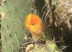 Opuntia littoralis