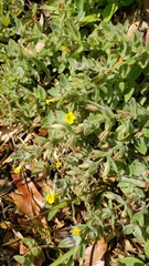 Erythranthe willisii