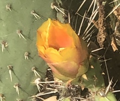 Opuntia littoralis