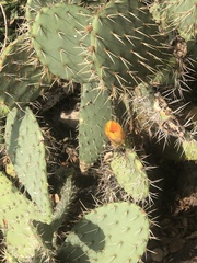 Opuntia littoralis