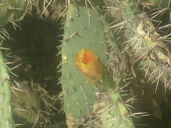 Opuntia littoralis