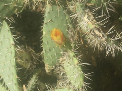 Opuntia littoralis