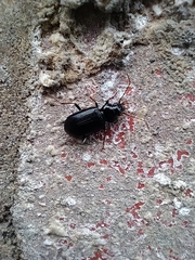 Nebria brevicollis