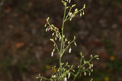 Dianella longifolia
