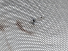 Prociphilus tessellatus