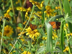 Danaus plexippus plexippus