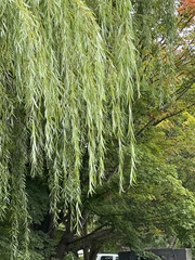 Salix babylonica