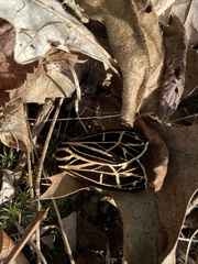 Apantesis parthenice