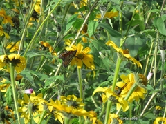 Danaus plexippus plexippus