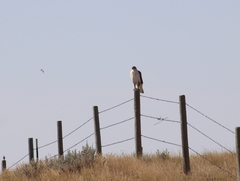 Buteo regalis