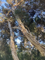 Melaleuca ericifolia