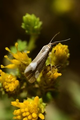Cisthene liberomacula
