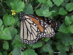 Danaus plexippus plexippus