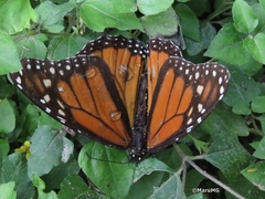 Danaus plexippus plexippus