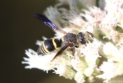 Euodynerus foraminatus