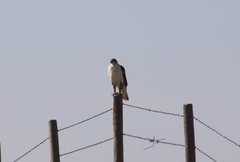 Buteo regalis
