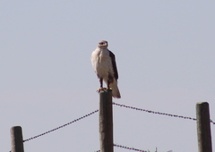 Buteo regalis
