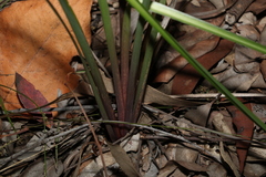 Dianella longifolia