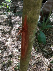 Mazama gouazoubira