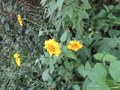 Tithonia tubaeformis