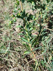 Euphorbia hirsuta
