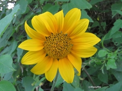 Tithonia tubaeformis
