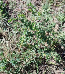 Euphorbia hirsuta