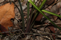 Dianella longifolia