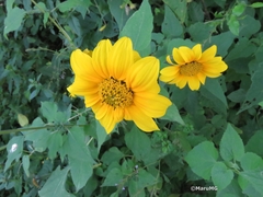 Tithonia tubaeformis