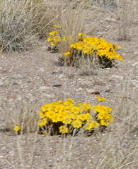 Gazania lichtensteinii