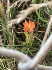 Castilleja hispida