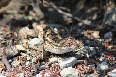 Sceloporus occidentalis bocourtii