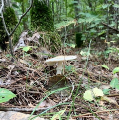 Amanita lavendula