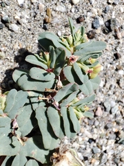 Euphorbia peplis