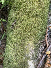 Pseudisothecium stoloniferum