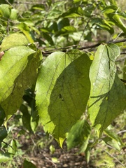 Celtis tenuifolia