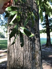 Quercus phellos