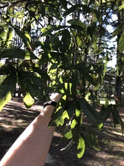 Quercus phellos
