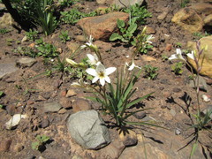 Tritonia pallida