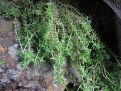 Sedum greggii