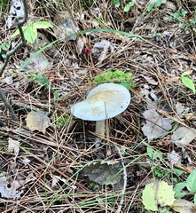 Amanita lavendula