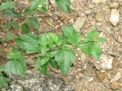 Calea ternifolia