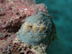 Acanthochitona fascicularis